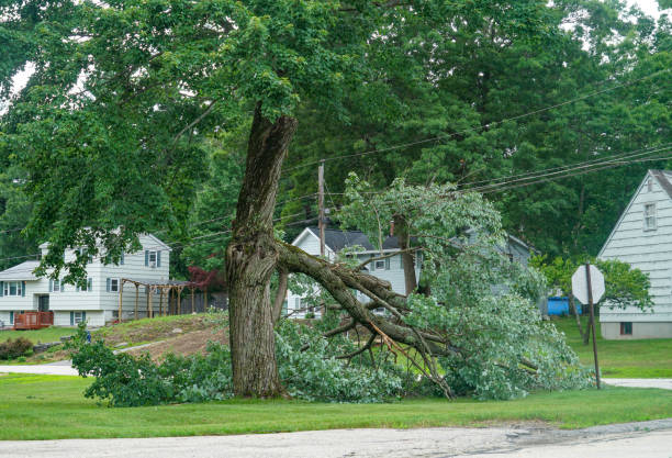 Best Fruit Tree Pruning  in Sloan, NY