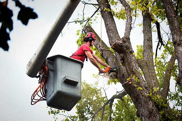 Best Commercial Tree Services  in Sloan, NY