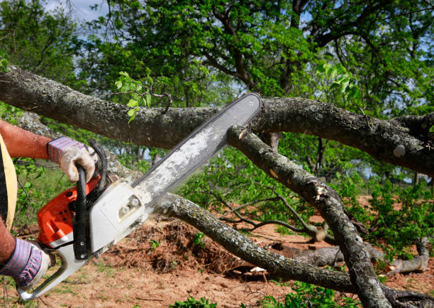 Professional Tree Services in Sloan, NY